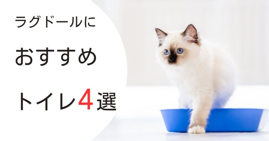 ラグドール　おすすめトイレ　アイキャッチ