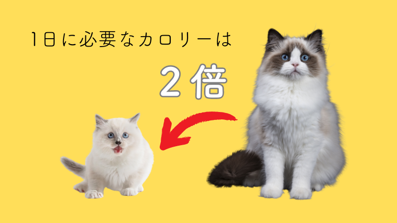 子猫に必要なカロリーは成猫の2倍