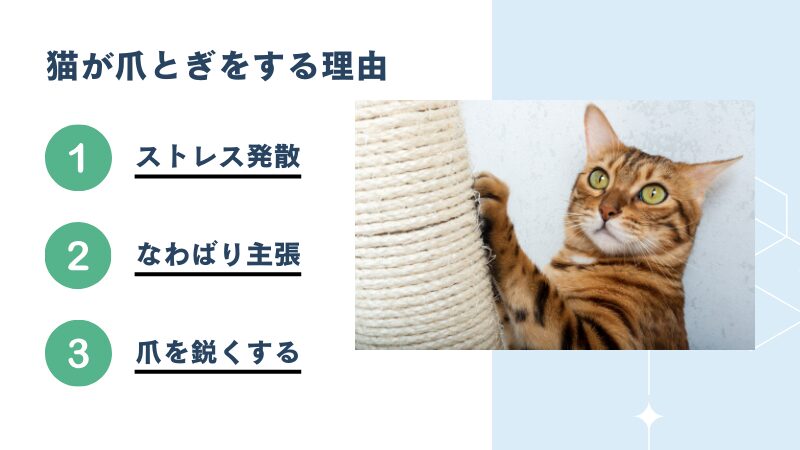 猫が爪とぎをする理由