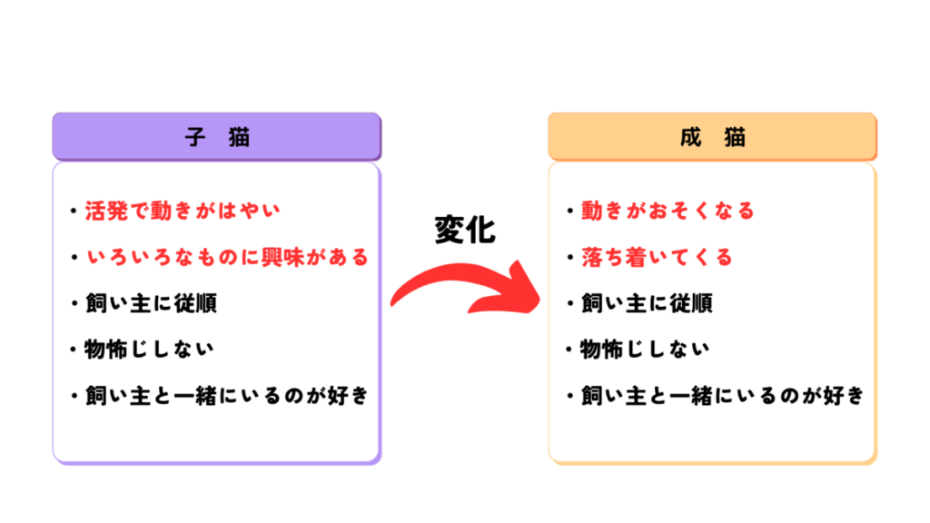 ラグドールの子猫から成猫への性格の変化