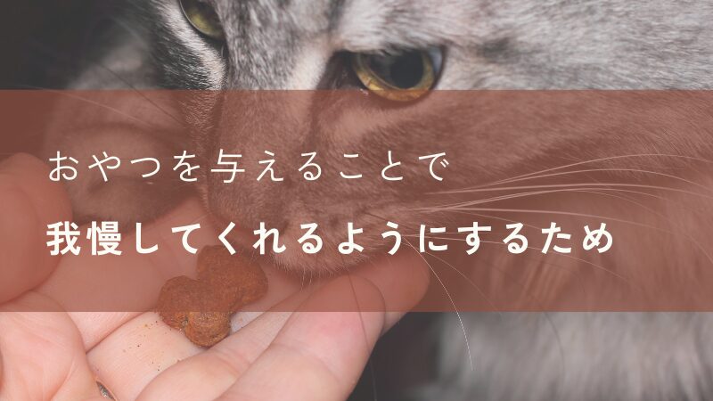 猫におやつを与える