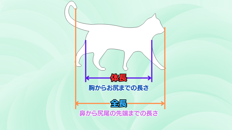 猫の体長と全長の説明