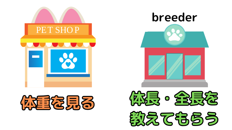 ケース別で子猫の将来の大きさが分かる方法について説明