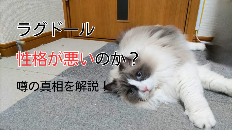 ラグドール　性格悪い　アイキャッチ