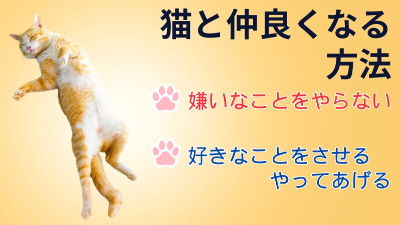 猫と仲良くなる方法