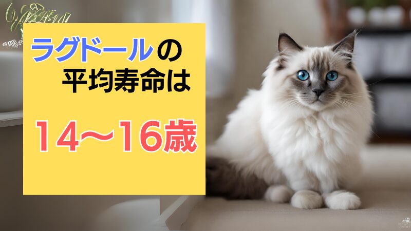 ラグドールの平均寿命は14～16歳