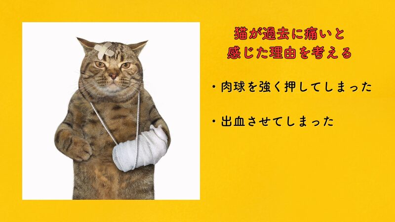 猫が過去に痛い思いをした