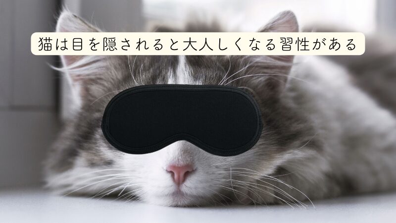 猫は目を隠されると大人しくなる習性がある