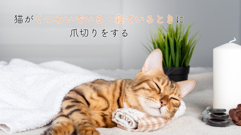 猫がくつろいでいるときに爪切りをする