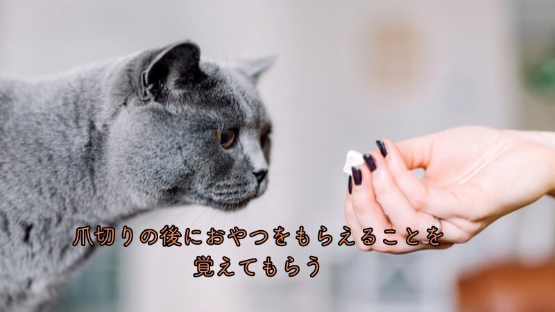 猫に爪切りの後はおやつがもらえると覚えてもらう