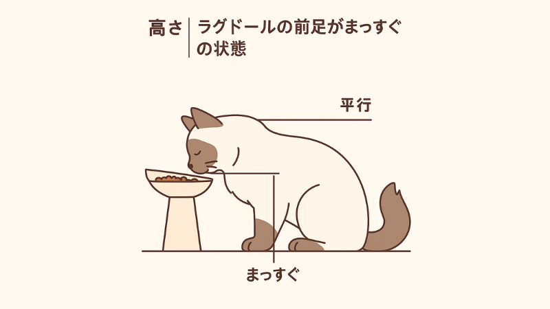 前足がまっすぐが理想の状態