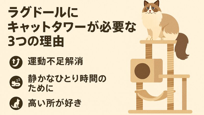 ラグドールにキャットタワーが必要な理由