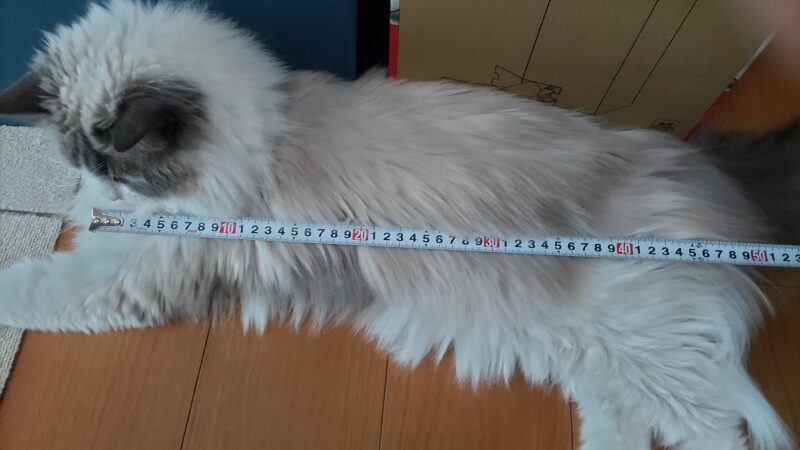 ラグドール　体長