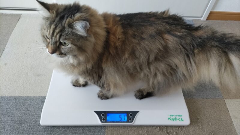 愛猫の体重測定の写真