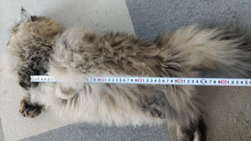 愛猫の体長の長さ