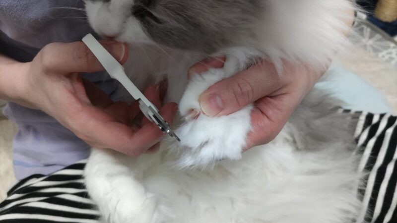 ラグドールの爪を切っている様子