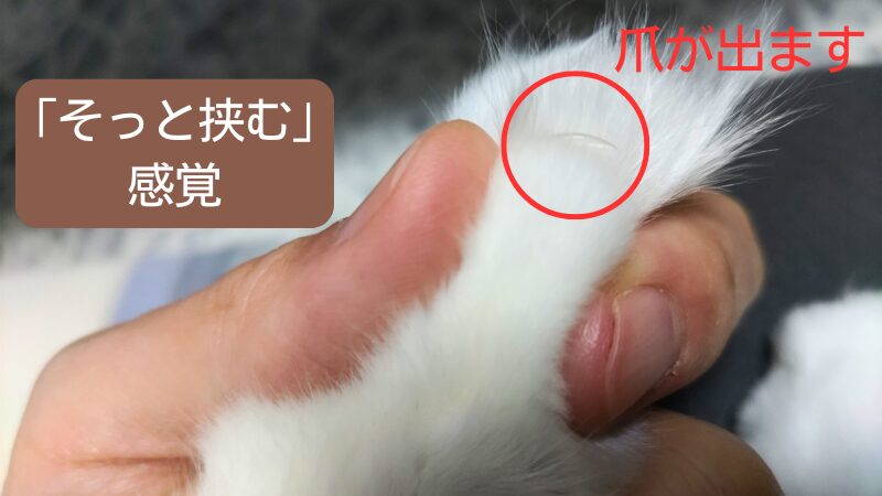 爪を出す方法の画像