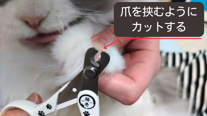 爪を挟むようにカットする