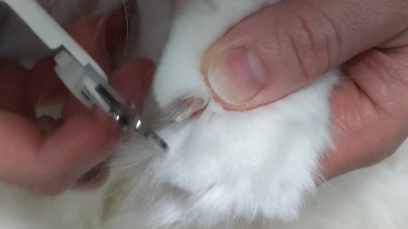 爪切り後の断面