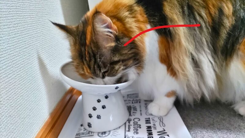 猫壱 にゃにゃめフードボウル ハイタイプで食事して食道がまっすぐなメインクーン