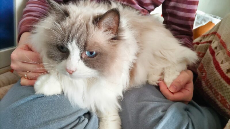 ラグドールが膝の上でくつろいでいる様子