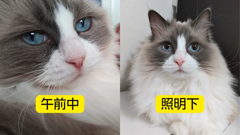 光を受けて青く輝くラグドールの瞳の写真