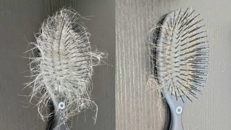 ラグドールとメインクーンの抜け毛比較