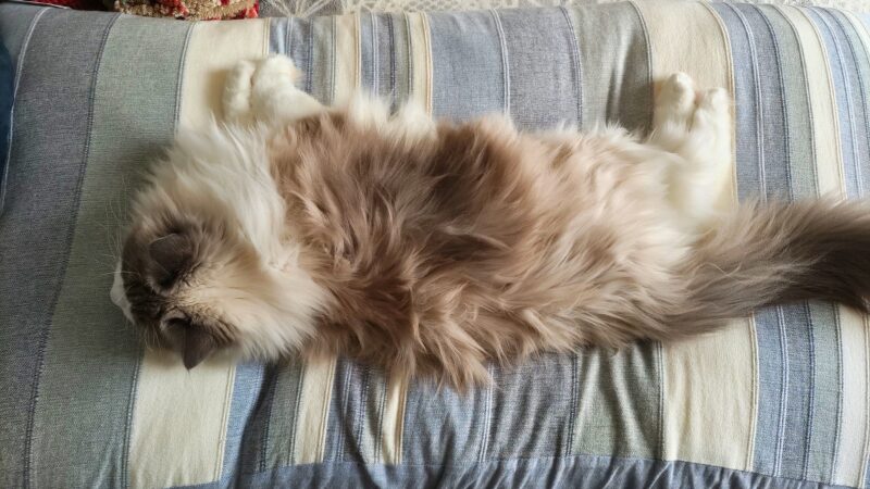 ラグドールが座布団いっぱい使ってくつろいでいる様子