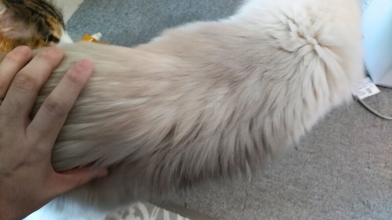 猫にブラッシングスプレーが付いた手で撫でている様子