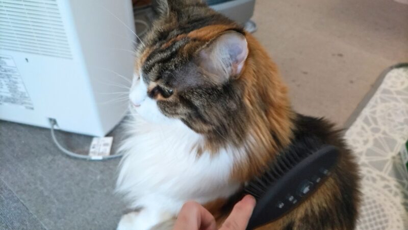 猫壱ブラシを使ってくつろいでいる様子