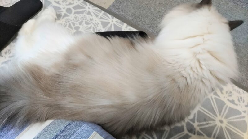 ラグドールの毛並みがふわふわな様子