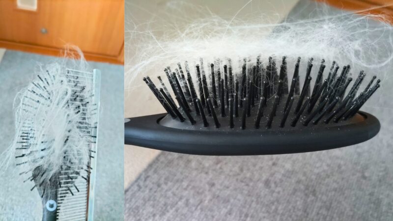 コームを使って猫壱ブラシを掃除する様子