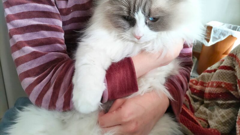 ラグドールが抱っこされてまったりしている様子