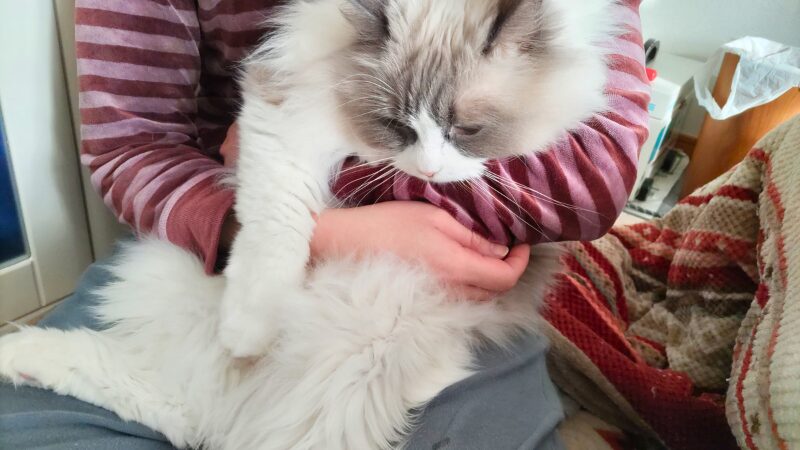 ラグドールが抱っこを拒否している様子