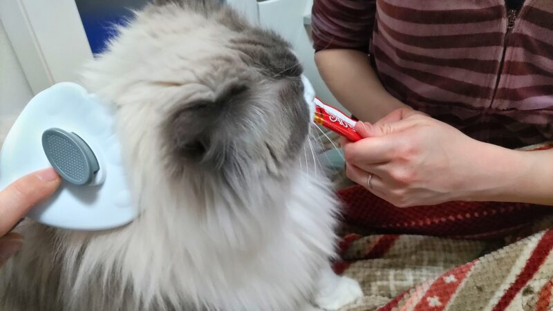 ちゅーるを与えながらブラッシングをしている様子