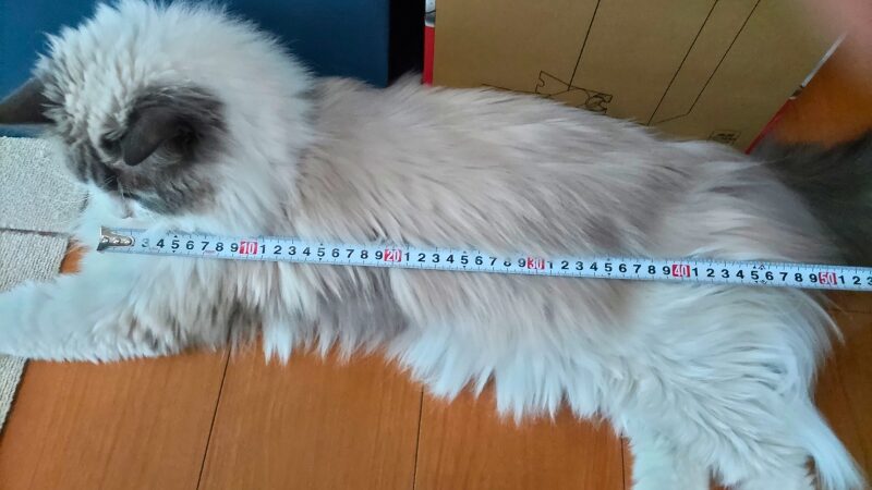 体体長50cmを超える大型のラグドール。サイズ感の基準を示す写真。