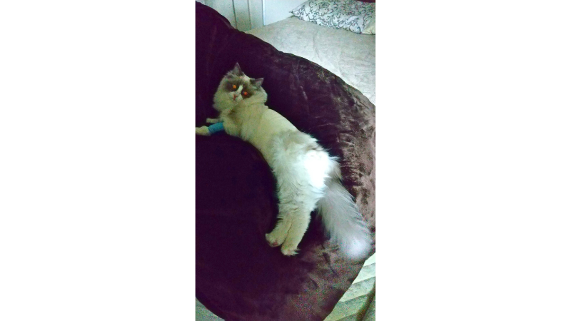 避妊手術当日の夜、ぐったりしている様子