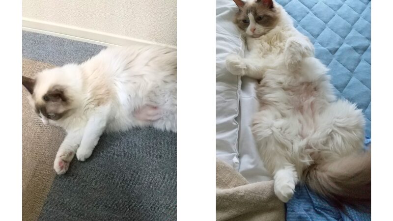 ラグドール　術後のお腹の被毛の生え具合の様子