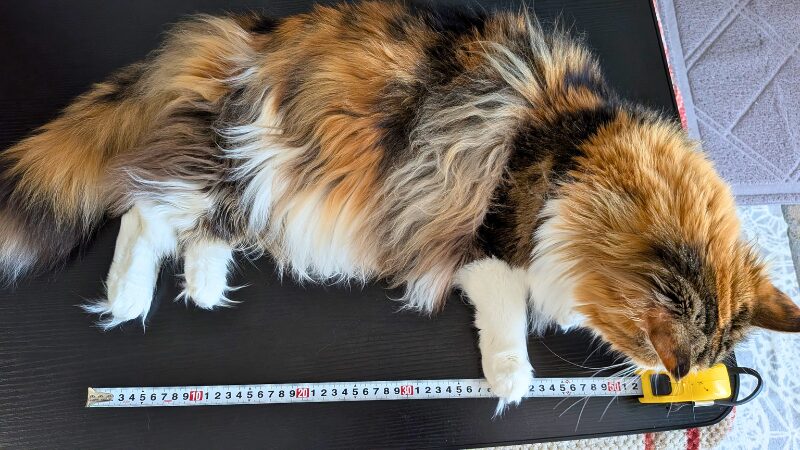 メジャーを使って胸からお尻までの長さを計測されている大型猫のメインクーン。成猫の体長が50センチメートルに達する具体的なサイズ感を読者に伝えるための画像