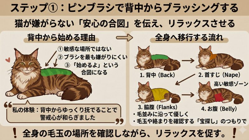 メインクーンの背中から首すじ、脇腹、お腹へと移行する正しいブラッシング順序を示したインフォグラフィック図解。初心者飼い主が長毛猫を嫌がらせずにリラックスさせるための安心の合図を視覚的に説明する画像
