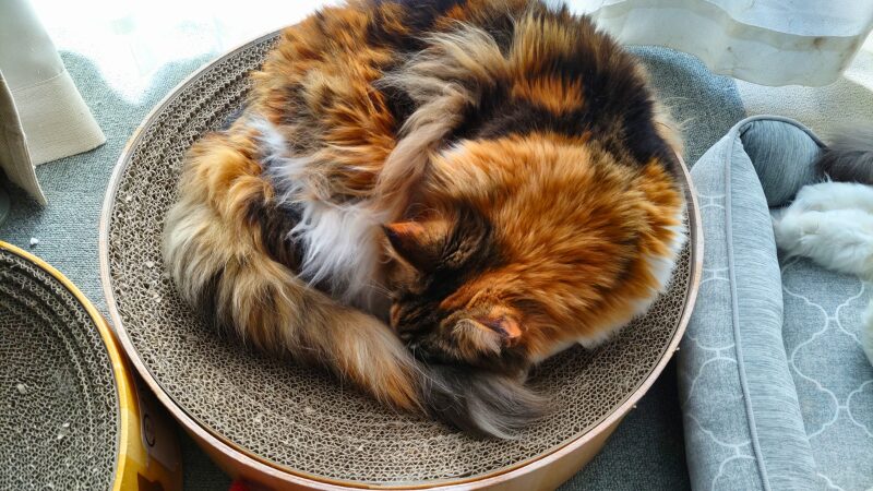 メインクーンが猫壱のバリバリボウルを実際に使っている画像