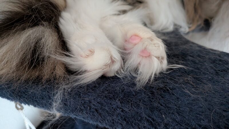 タフトが実際に伸びている実際の画像