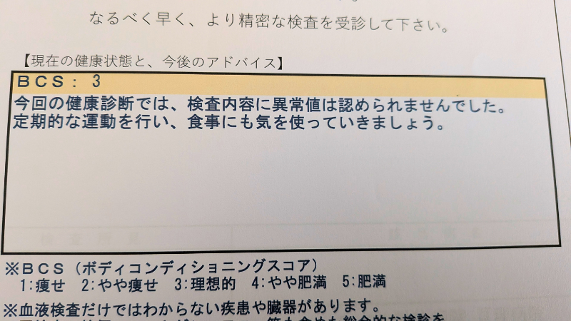 動物病院の健康診断結果でBCS3適正体型と評価されたメインクーンの証明画像