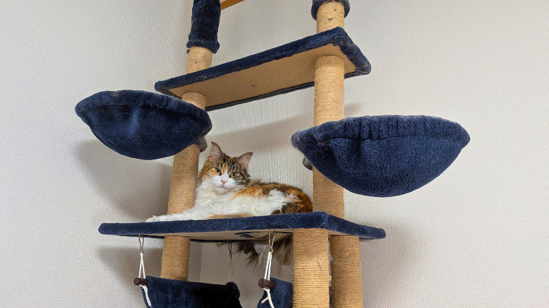 キャットタワーの最上段でくつろぎ部屋を見渡す大人のメインクーン