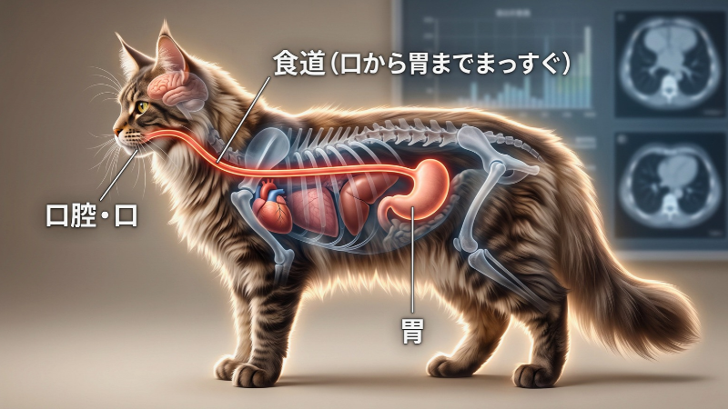 猫の食道を状態を説明している画像