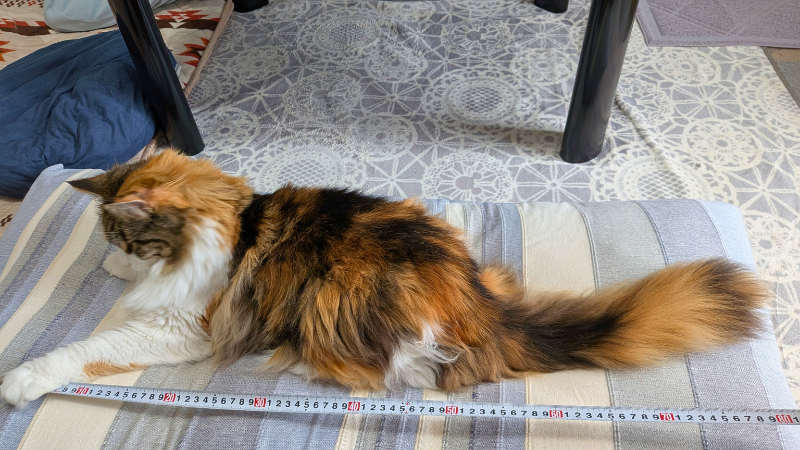 メジャーで全長70cm以上を測定されている大人のメインクーン 長毛猫のサイズ感